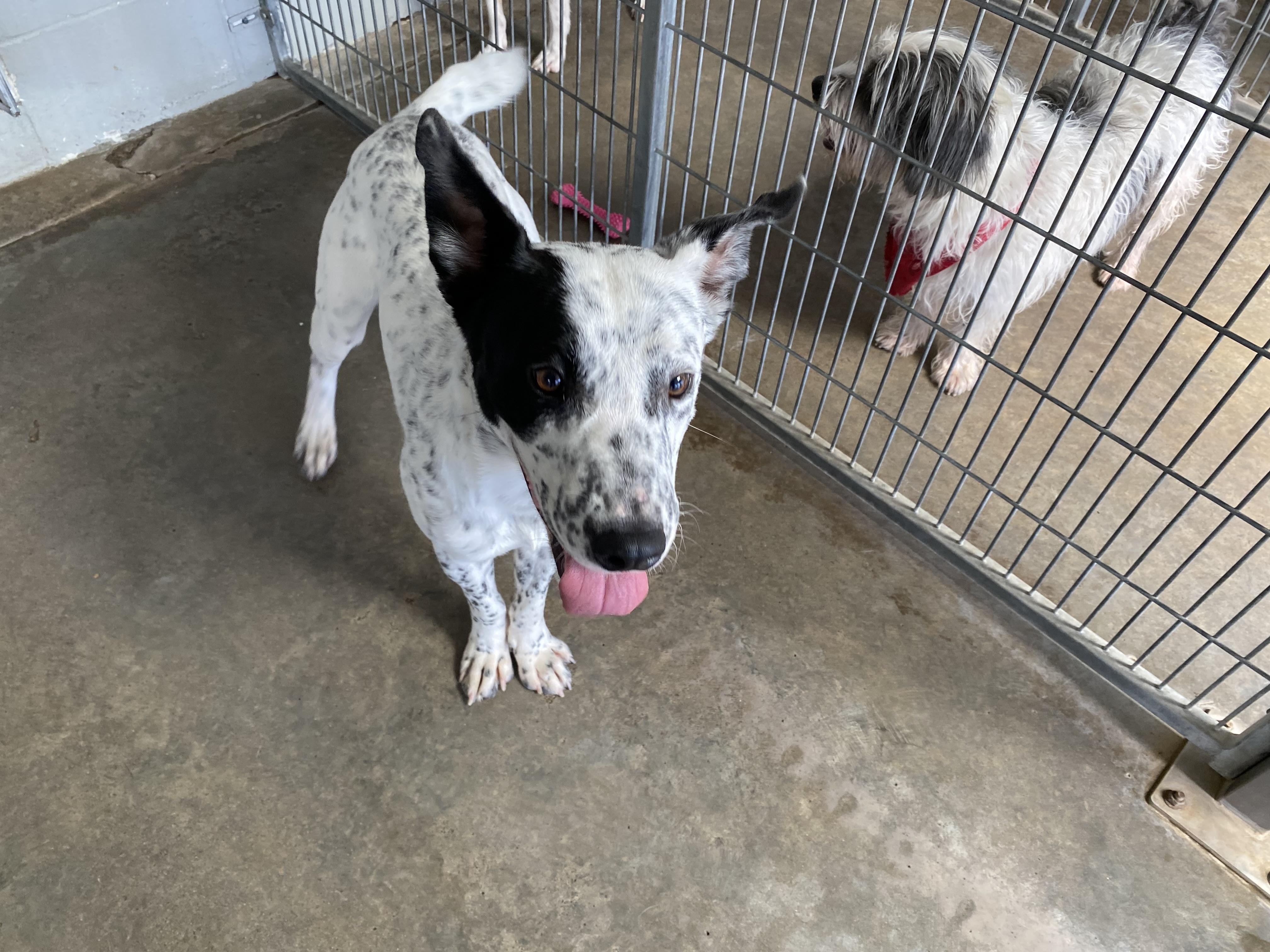 Enlarge Rory, a Adoptable mixed breed in El Paso, TX image 4/5