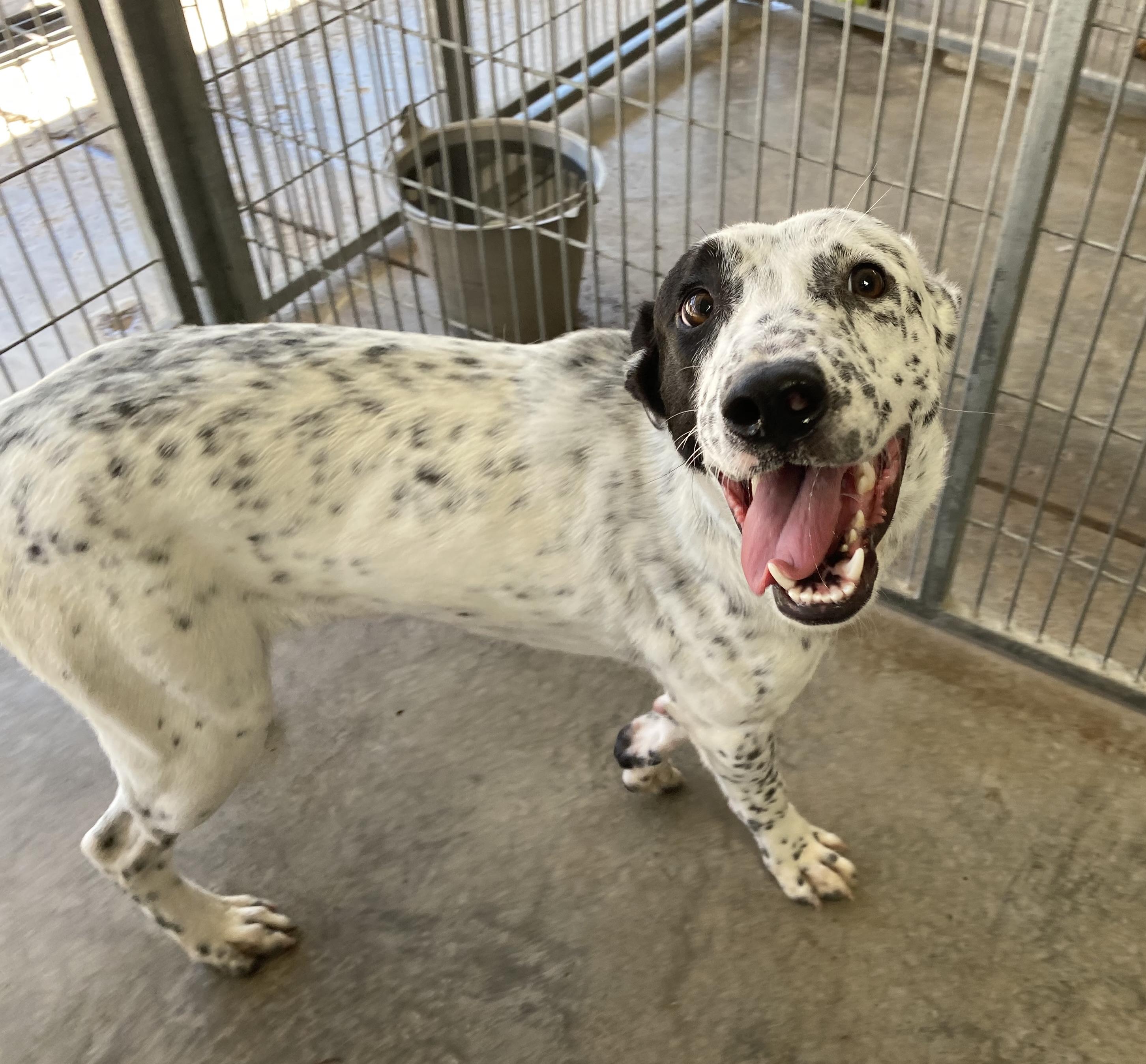 Enlarge Rory, a Adoptable mixed breed in El Paso, TX image 5/5