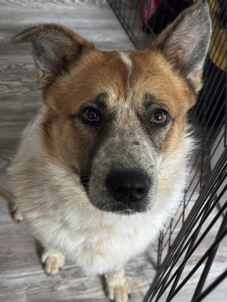 Enlarge Shakal, a Adoptable mixed breed in Chattanooga, TN image 2/2