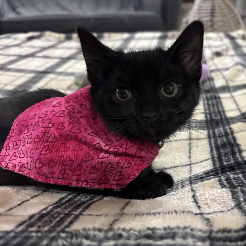 Bessie, Adoptable, Kitten Female Domestic Short Hair.