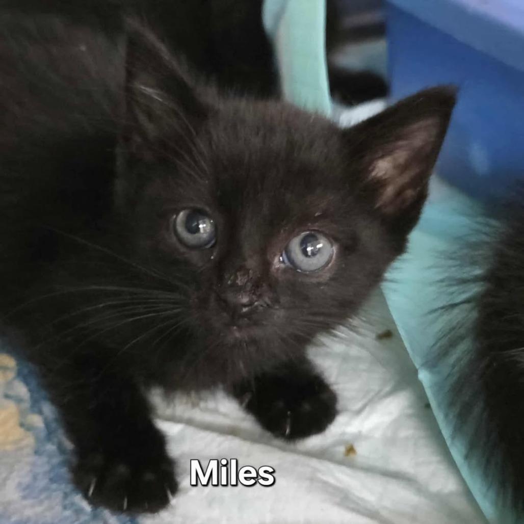 Bessie, a Adoptable Domestic Short Hair in Madison, WI image 2/6