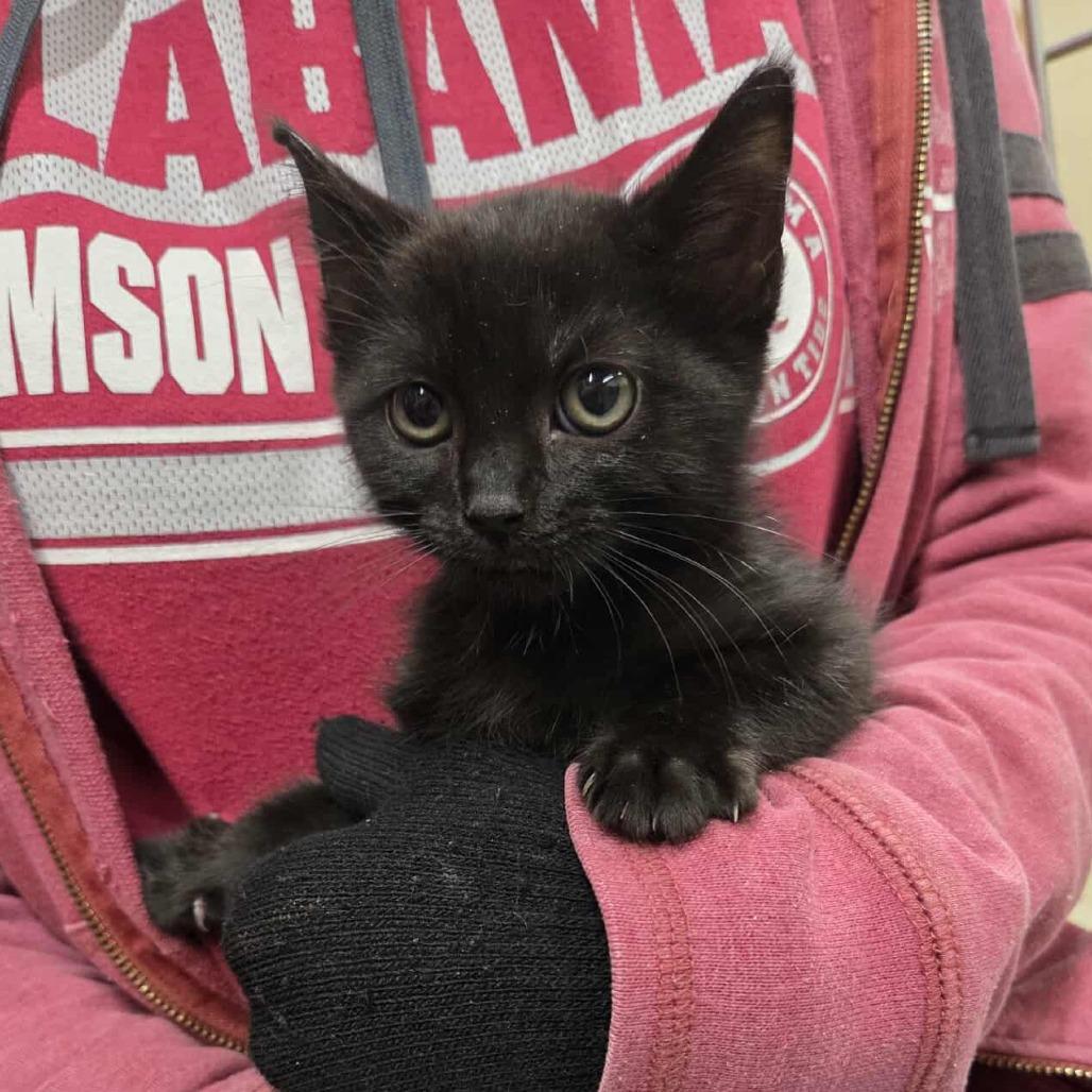 Bessie, a Adoptable Domestic Short Hair in Madison, WI image 3/6