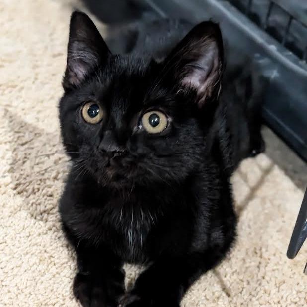 Bessie, a Adoptable Domestic Short Hair in Madison, WI image 4/6