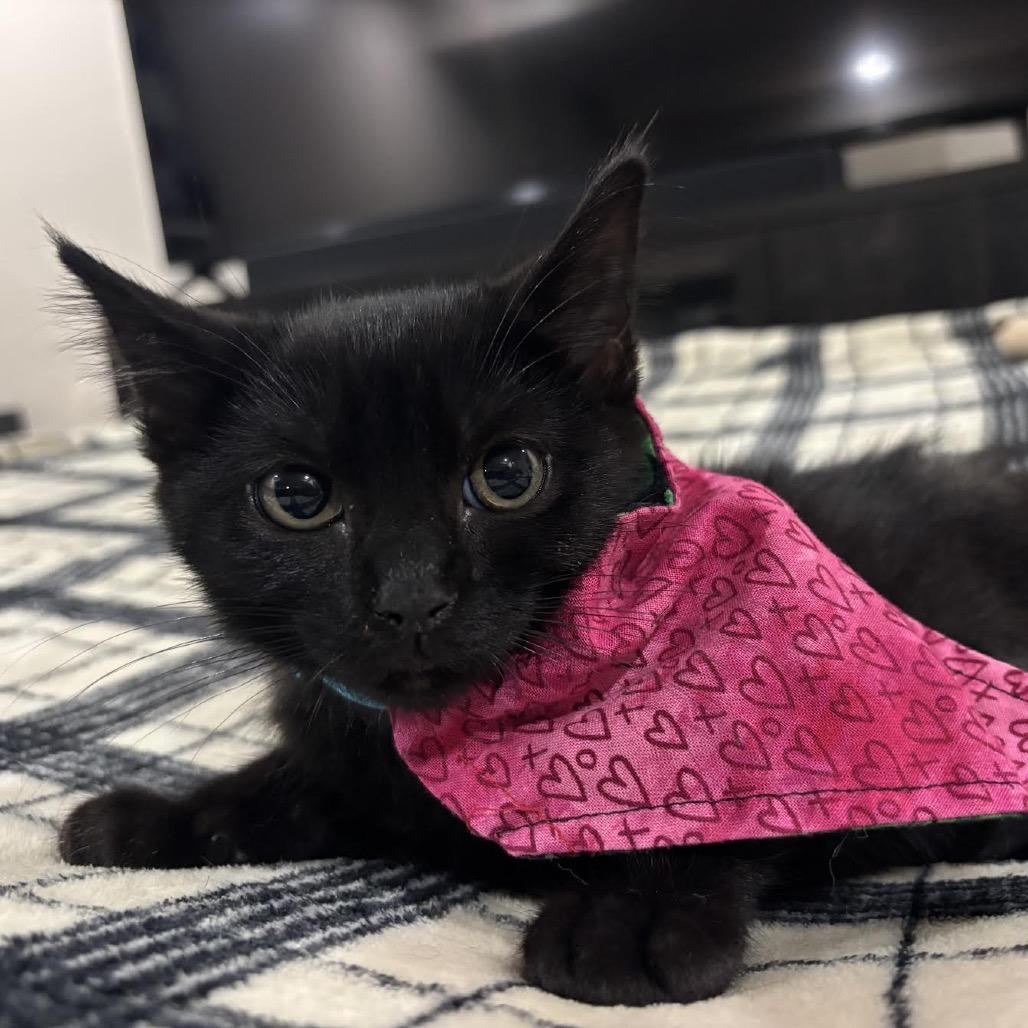 Bessie, a Adoptable Domestic Short Hair in Madison, WI image 5/6