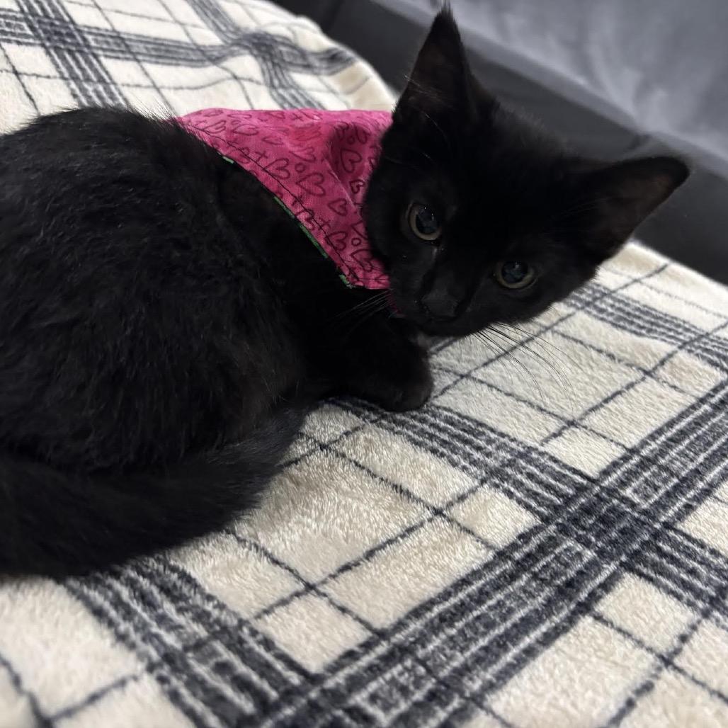 Bessie, a Adoptable Domestic Short Hair in Madison, WI image 6/6