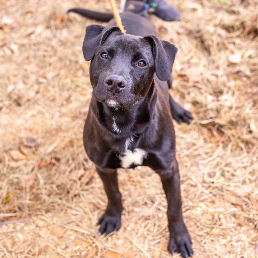 Enlarge King Ghidorah, a Adoptable mixed breed in Hattiesburg, MS image 1/3