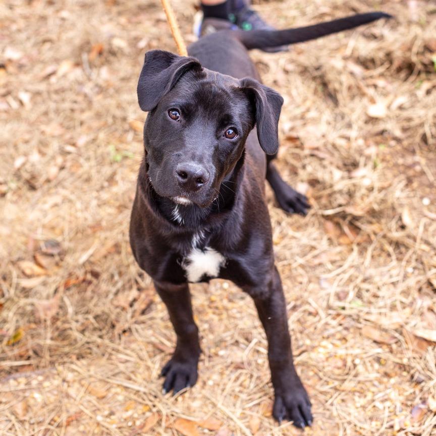 Enlarge King Ghidorah, a Adoptable mixed breed in Hattiesburg, MS image 2/3