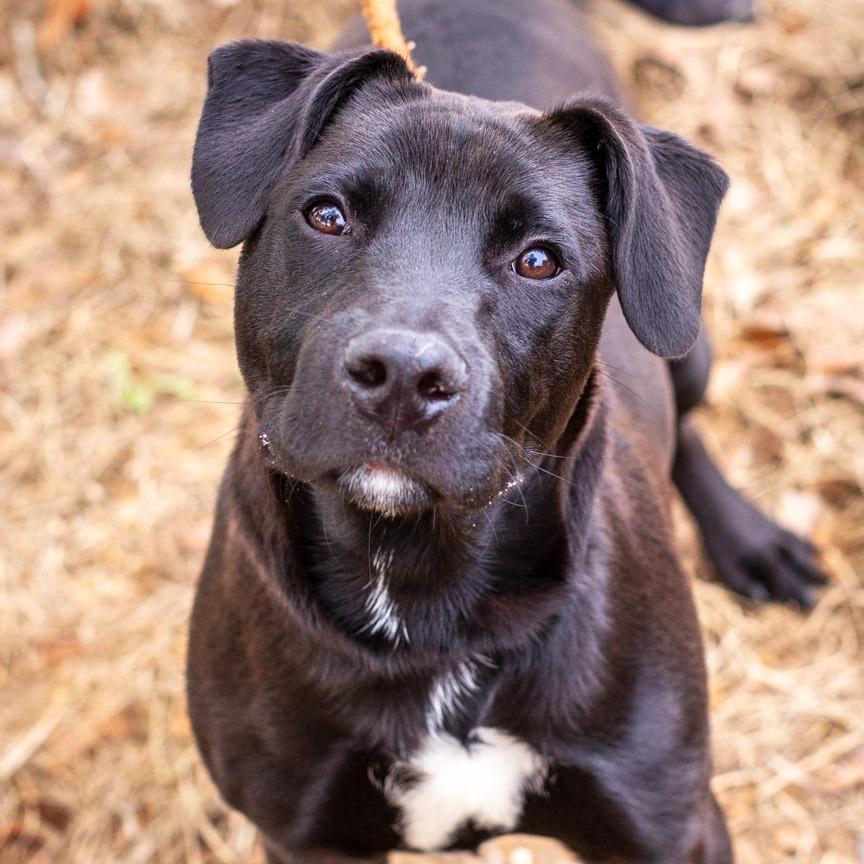 Enlarge King Ghidorah, a Adoptable mixed breed in Hattiesburg, MS image 3/3
