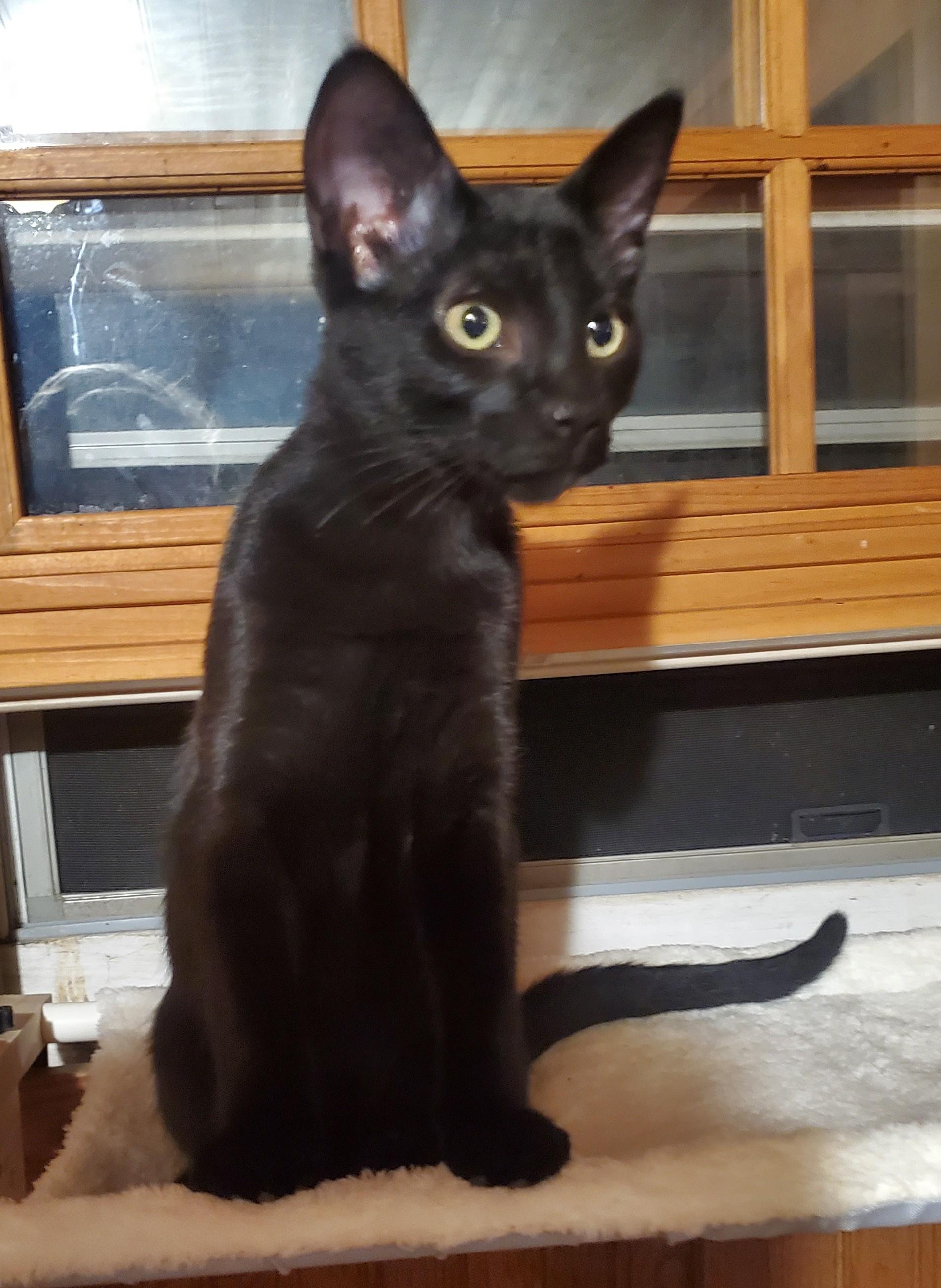 Enlarge Dembélé, a Adoptable Domestic Short Hair in Stockholm, WI image 6/6