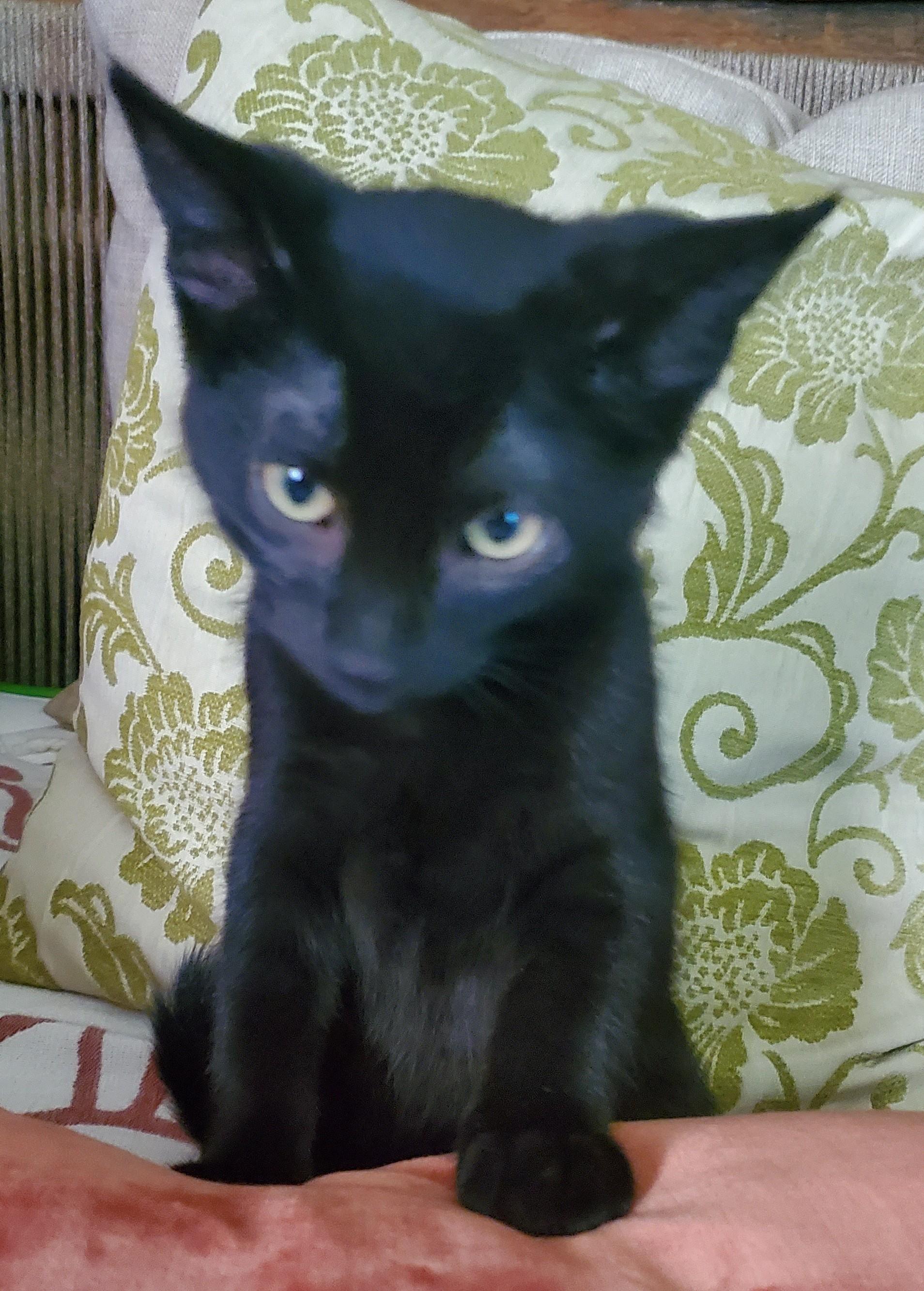 Enlarge Dembélé, a Adoptable Domestic Short Hair in Stockholm, WI image 1/6