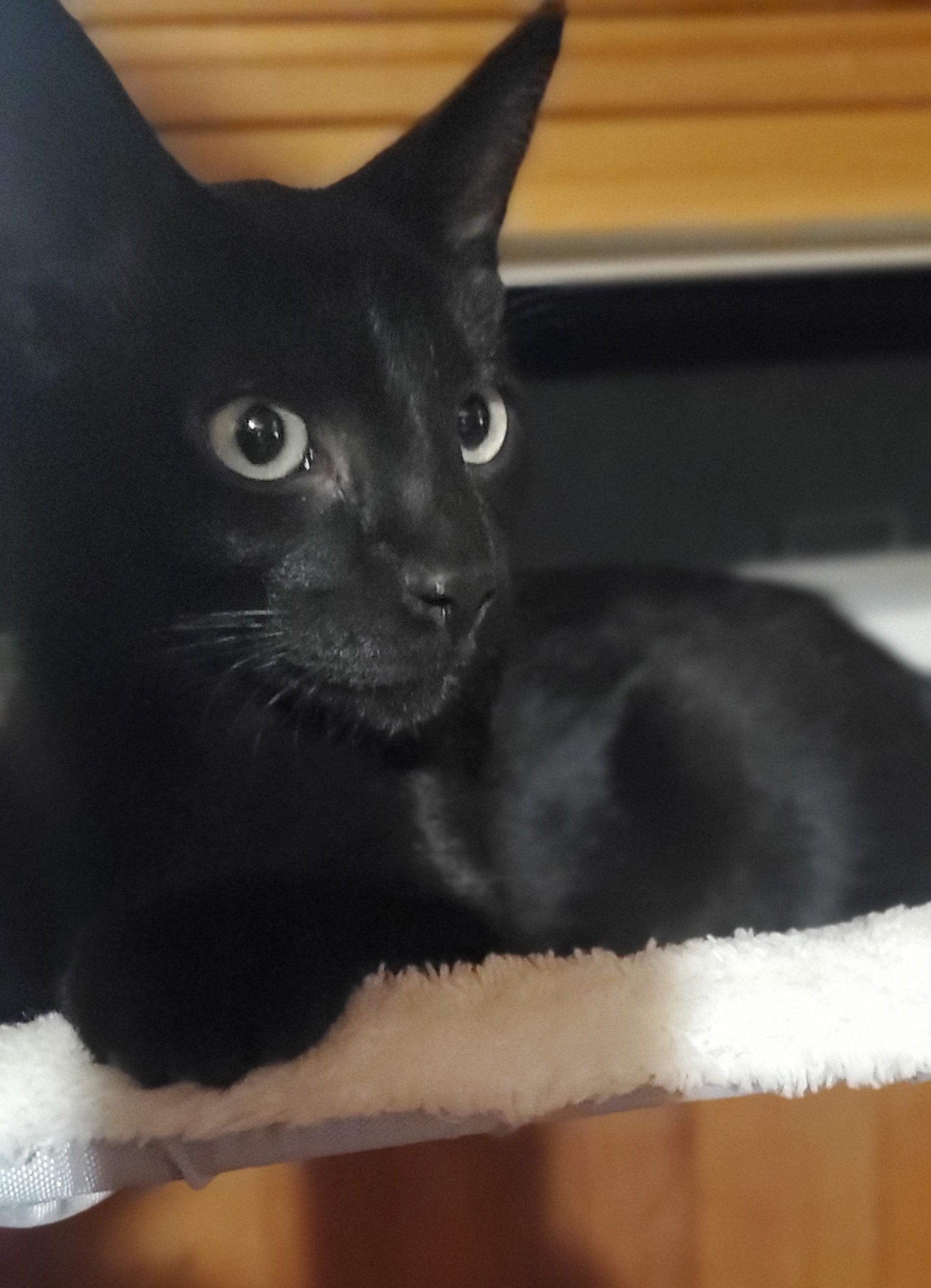 Enlarge Dembélé, a Adoptable Domestic Short Hair in Stockholm, WI image 4/6
