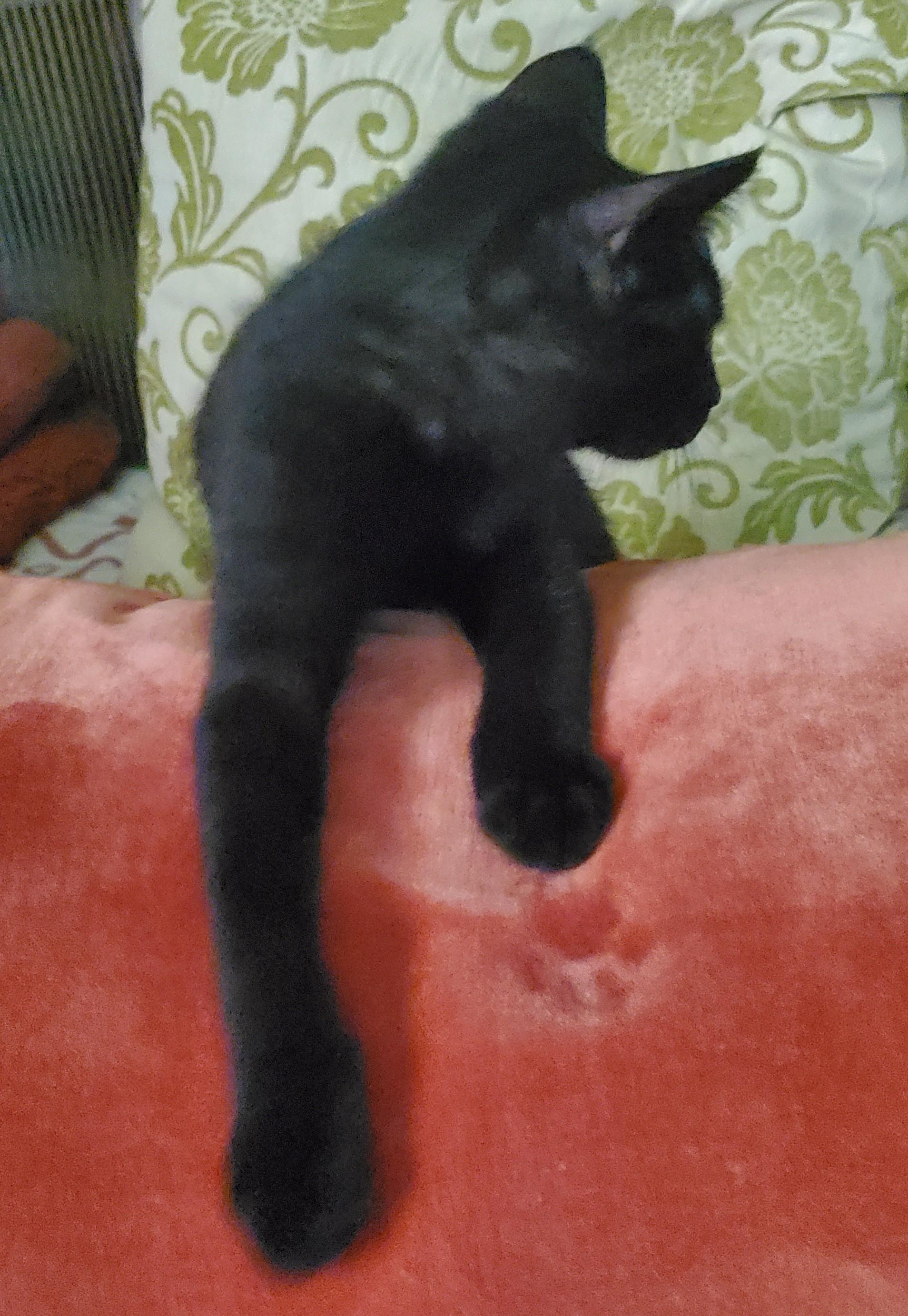 Enlarge Dembélé, a Adoptable Domestic Short Hair in Stockholm, WI image 5/6