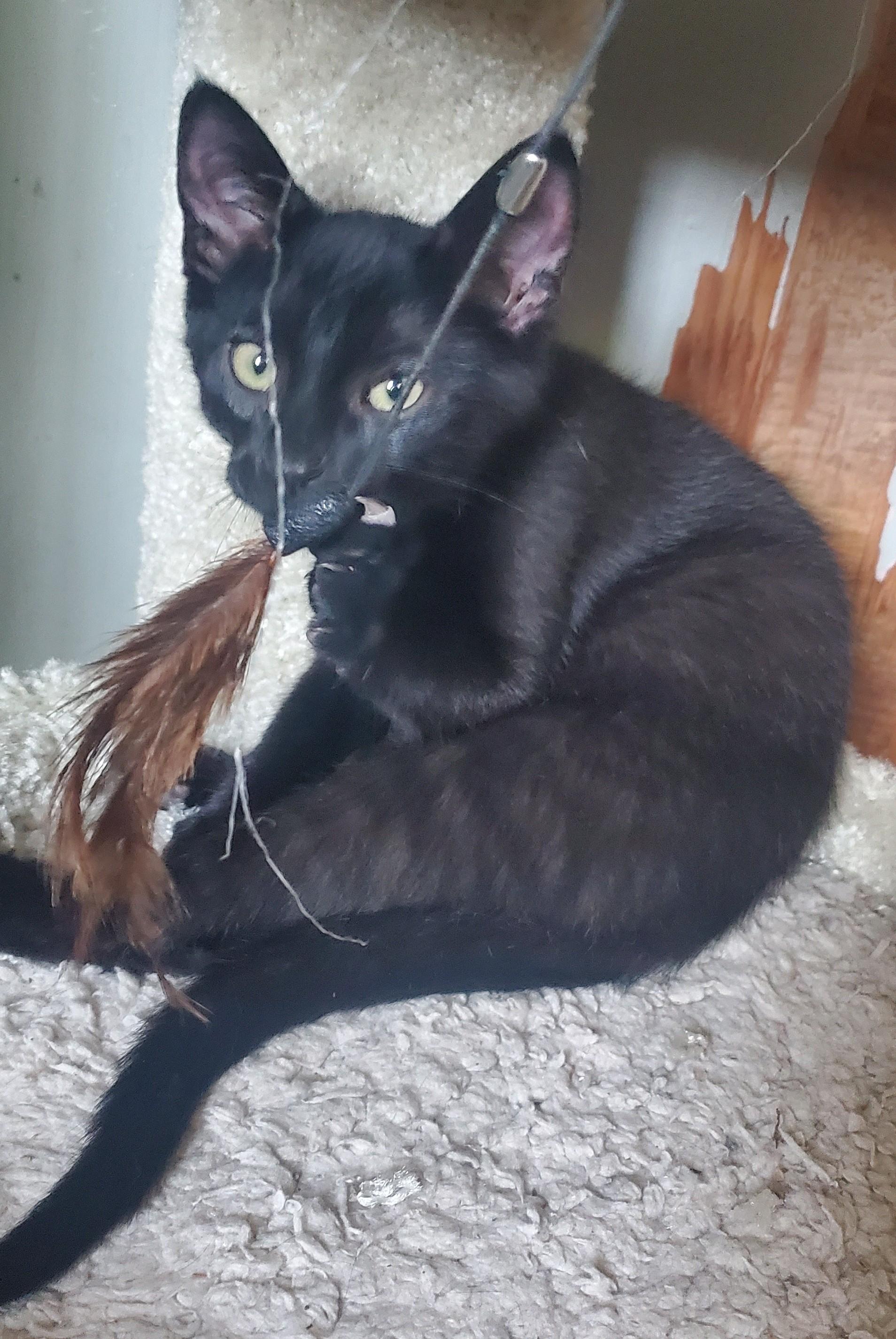 Enlarge Dembélé, a Adoptable Domestic Short Hair in Stockholm, WI image 2/6