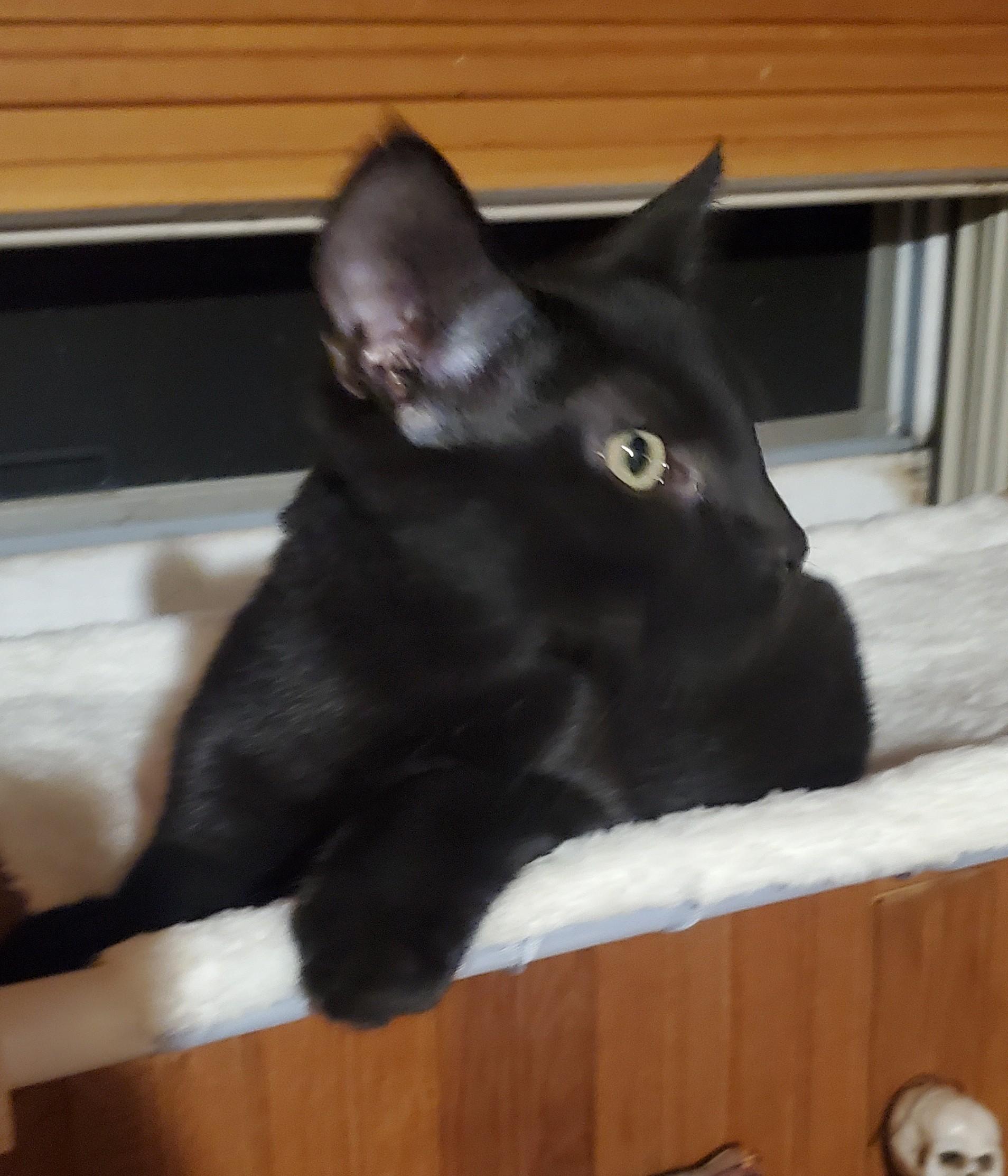 Enlarge Dembélé, a Adoptable Domestic Short Hair in Stockholm, WI image 3/6