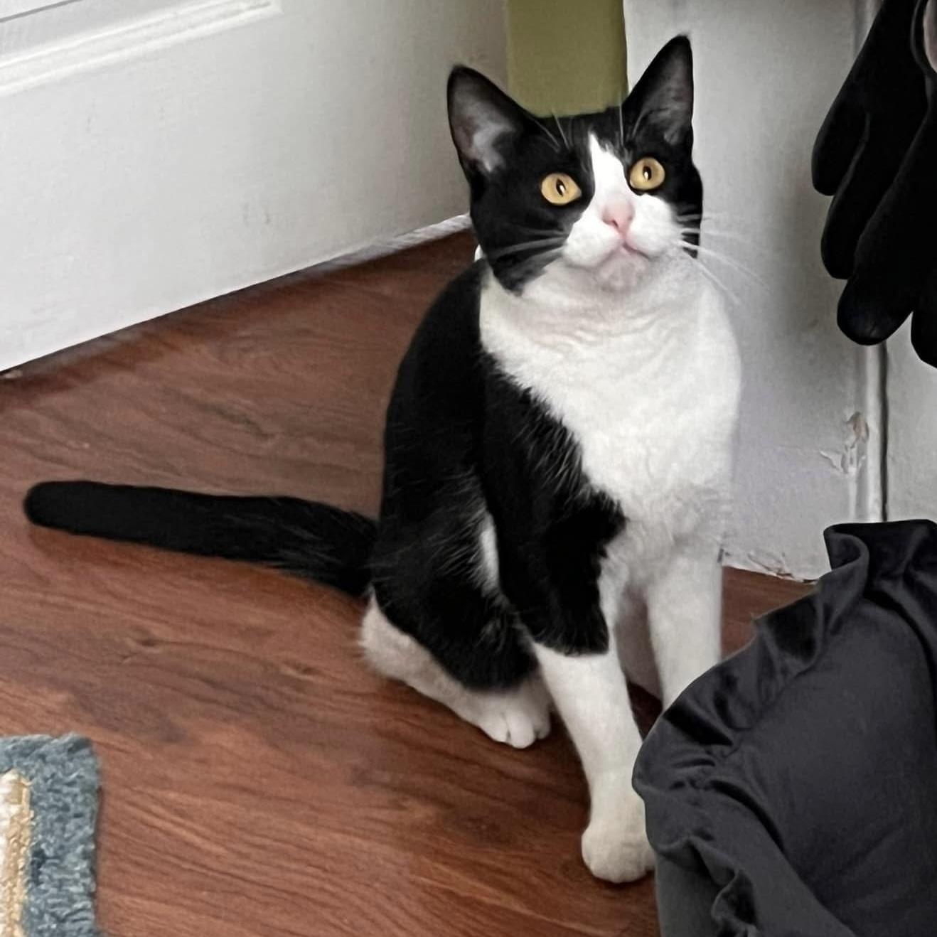 Miss Banks, Adoptable, Young Female Domestic Short Hair.