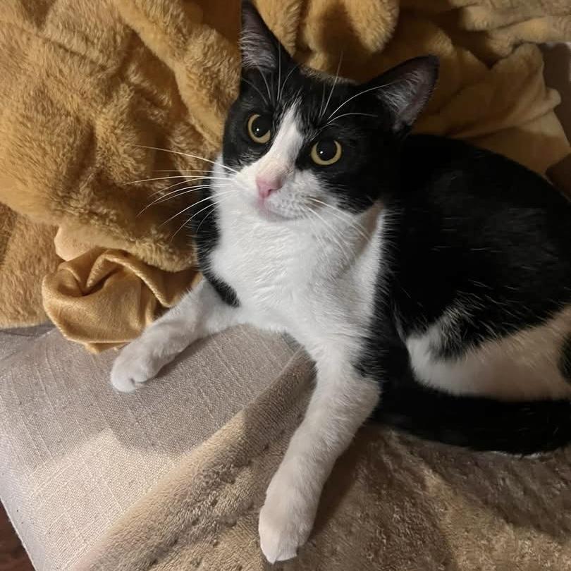 Enlarge Miss Banks, a Adoptable Domestic Short Hair in Pittstown, NJ image 6/6