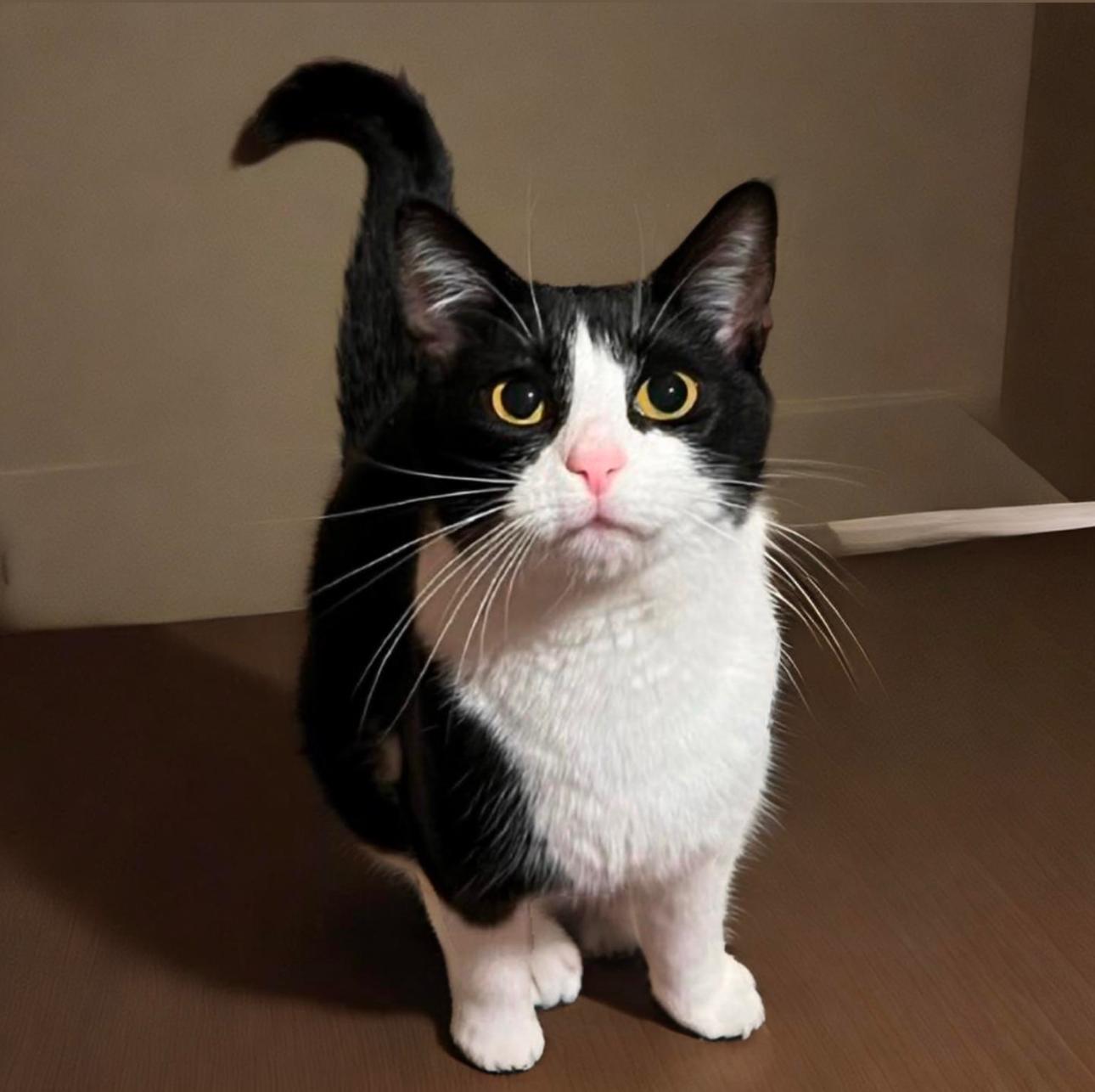 Enlarge Miss Banks, a Adoptable Domestic Short Hair in Pittstown, NJ image 2/6