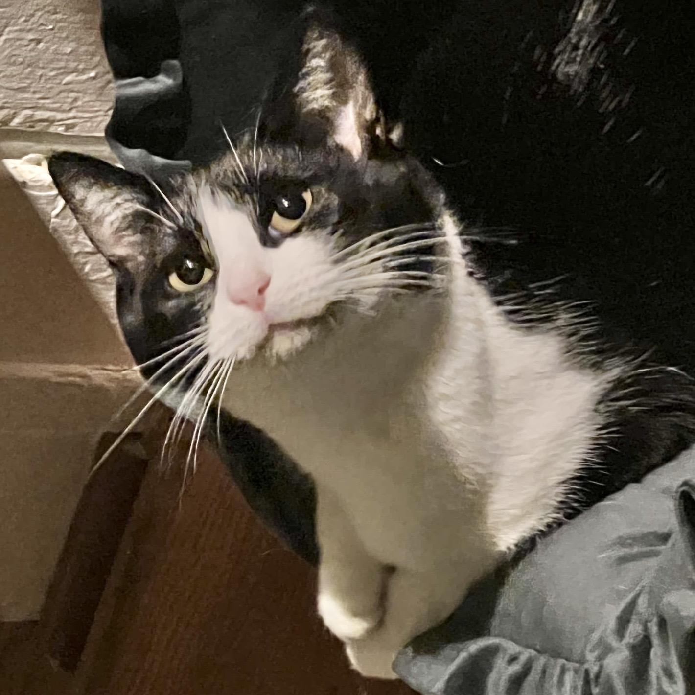 Enlarge Miss Banks, a Adoptable Domestic Short Hair in Pittstown, NJ image 3/6