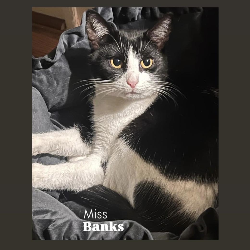 Enlarge Miss Banks, a Adoptable Domestic Short Hair in Pittstown, NJ image 4/6