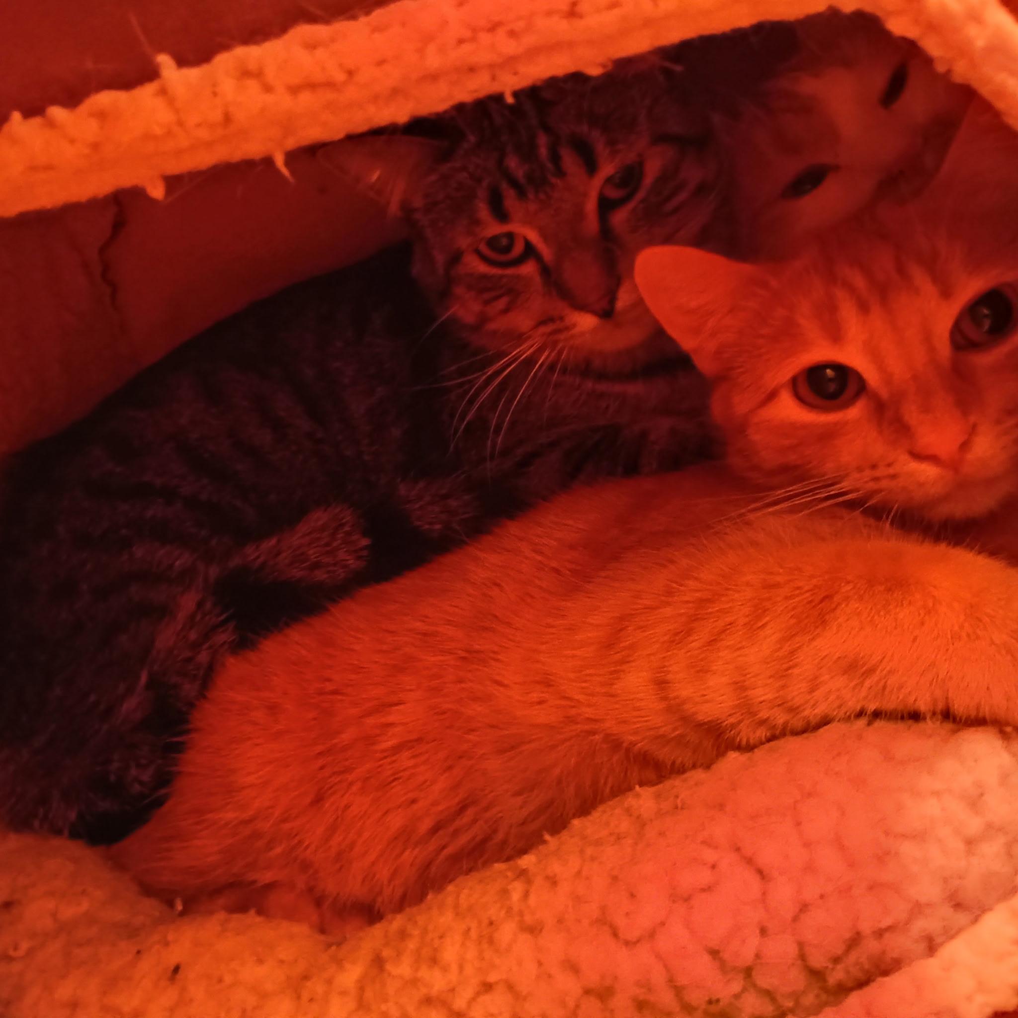 Enlarge Indica, a Adoptable Domestic Short Hair in Minneapolis, MN image 5/6