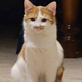 Enlarge Indica, a Adoptable Domestic Short Hair in Minneapolis, MN image 1/1