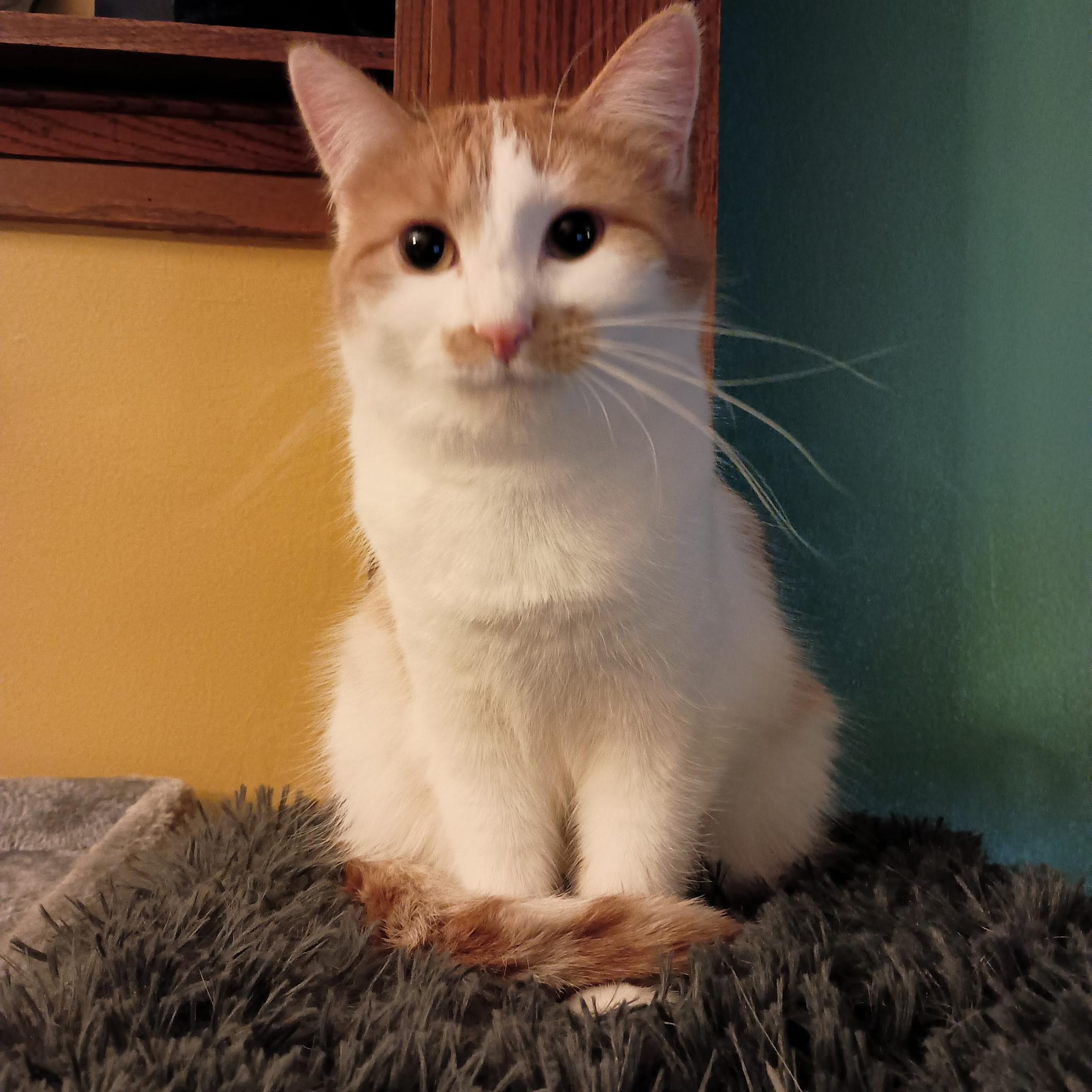 Enlarge Indica, a Adoptable Domestic Short Hair in Minneapolis, MN image 1/6