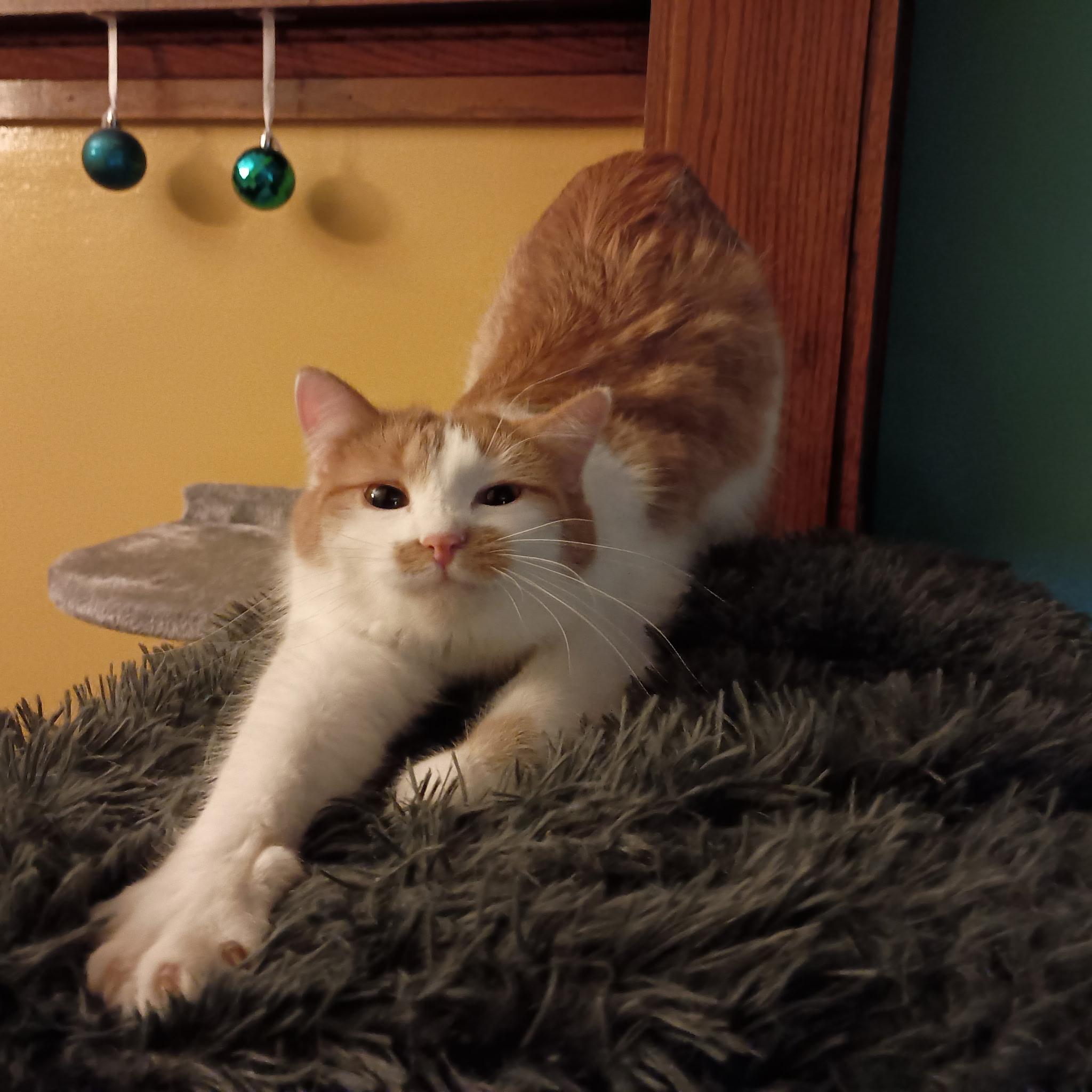 Enlarge Indica, a Adoptable Domestic Short Hair in Minneapolis, MN image 6/6