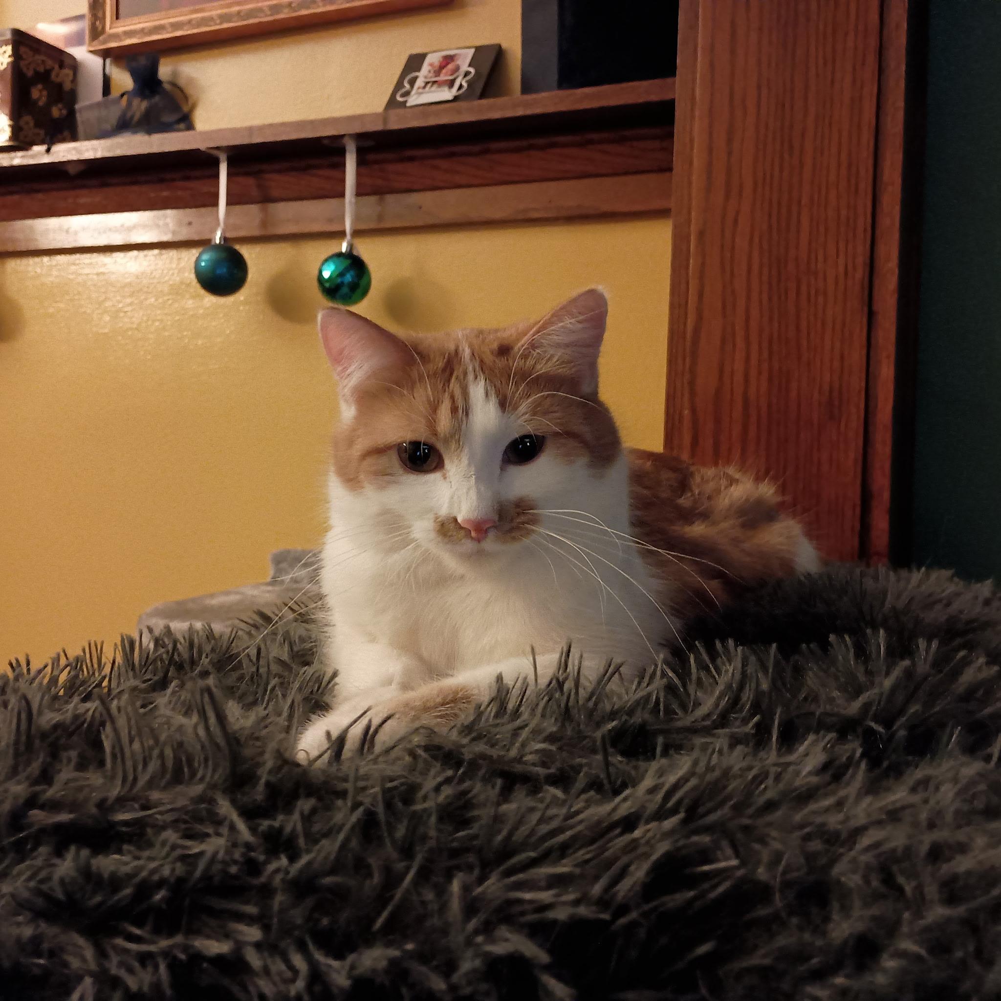 Enlarge Indica, a Adoptable Domestic Short Hair in Minneapolis, MN image 2/6