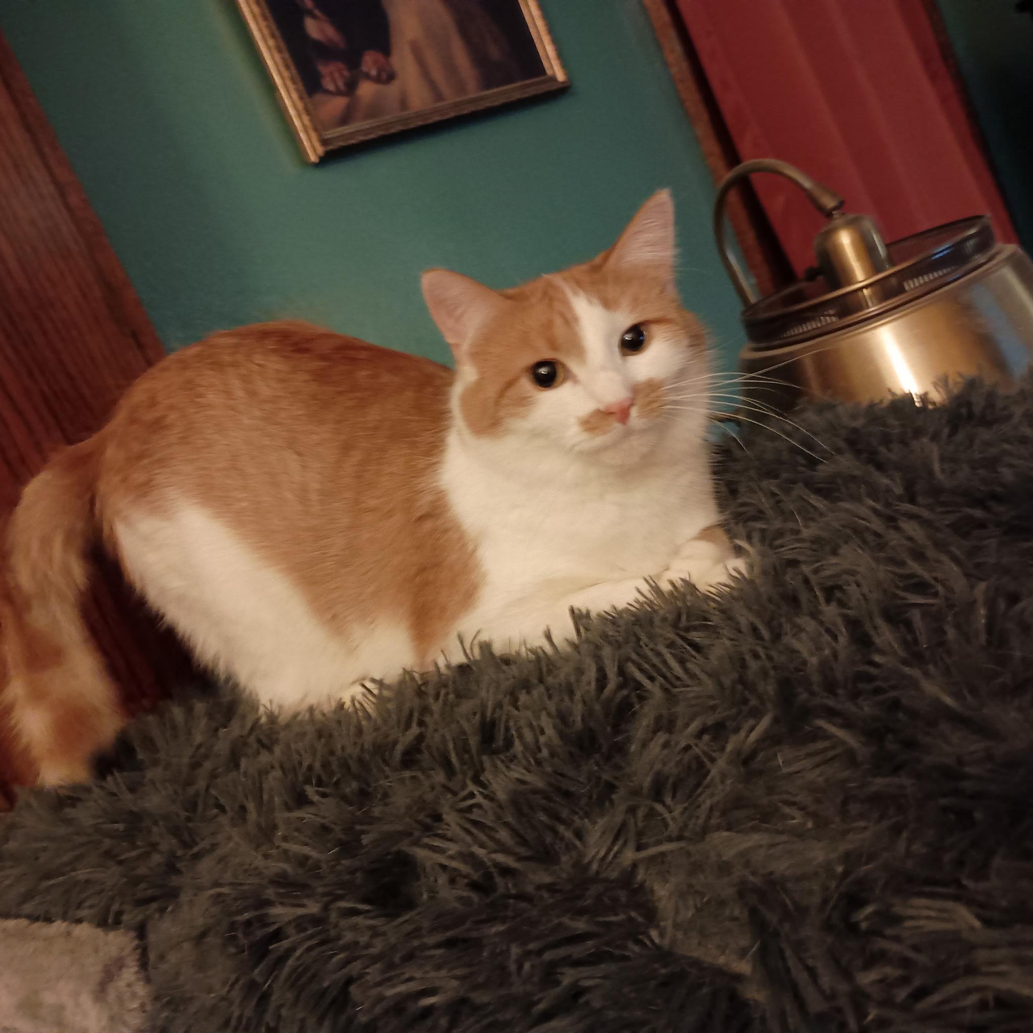 Enlarge Indica, a Adoptable Domestic Short Hair in Minneapolis, MN image 4/6