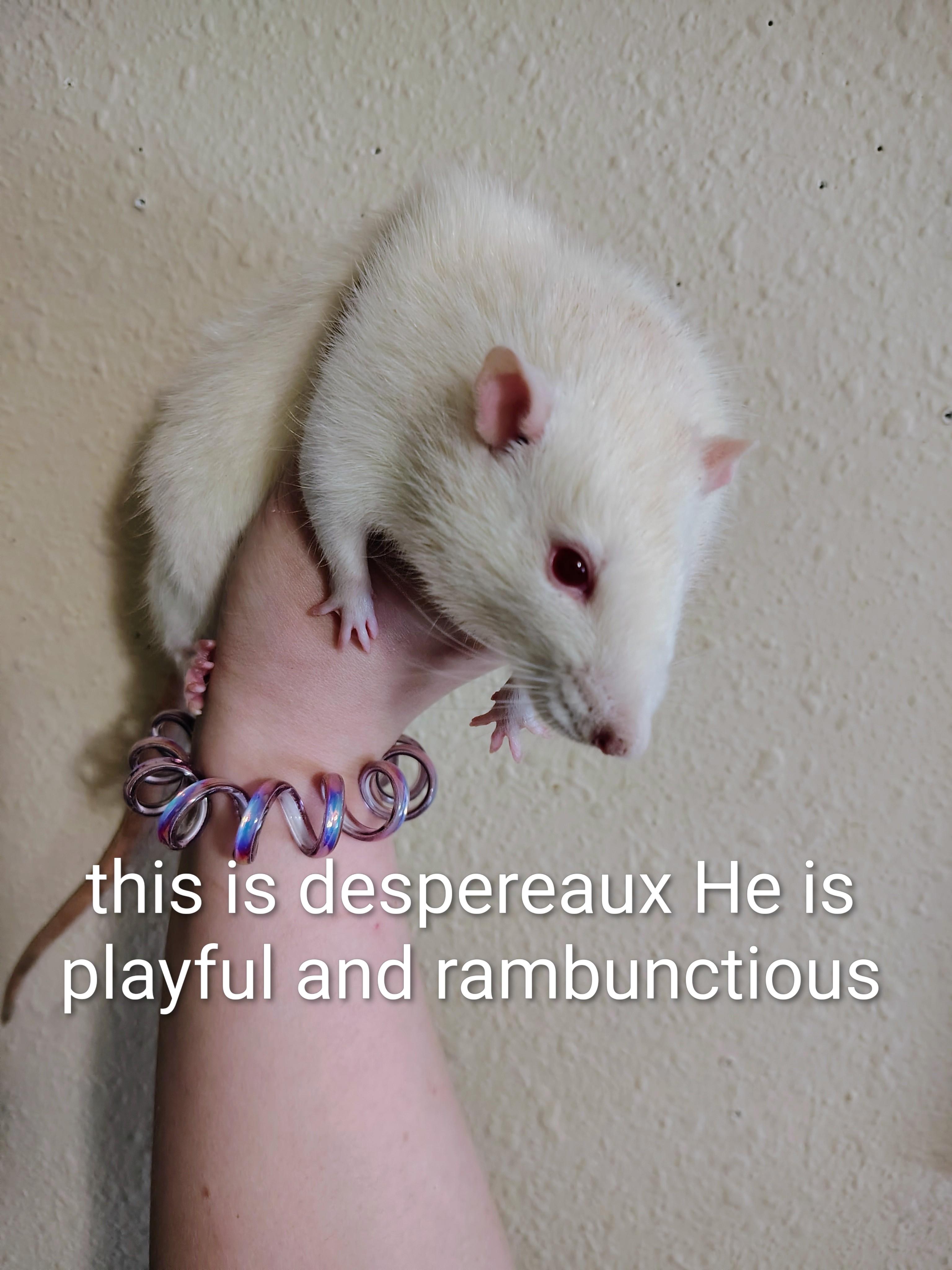 **COURTESY LISTING** Despereaux , ADOPTABLE, Adult Male Rat.
