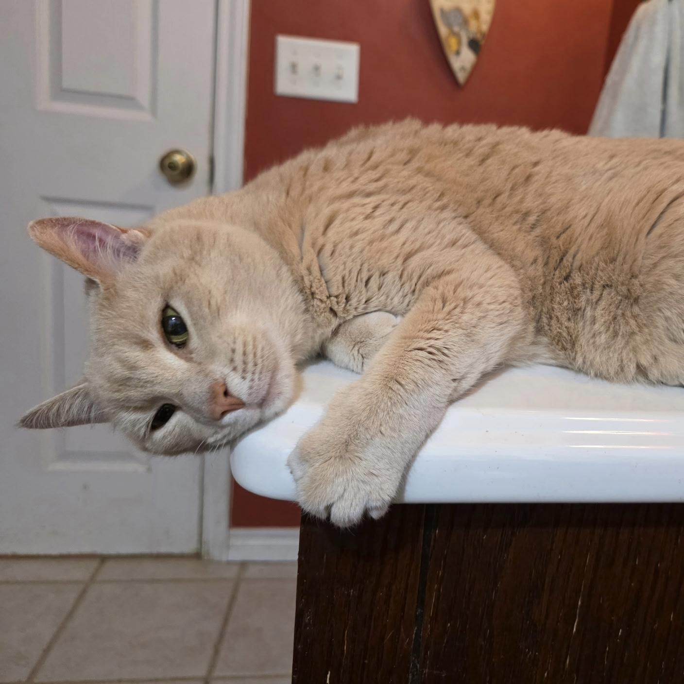 Enlarge Praline Tiger, a ADOPTABLE Domestic Short Hair in Bentonville, AR image 2/2