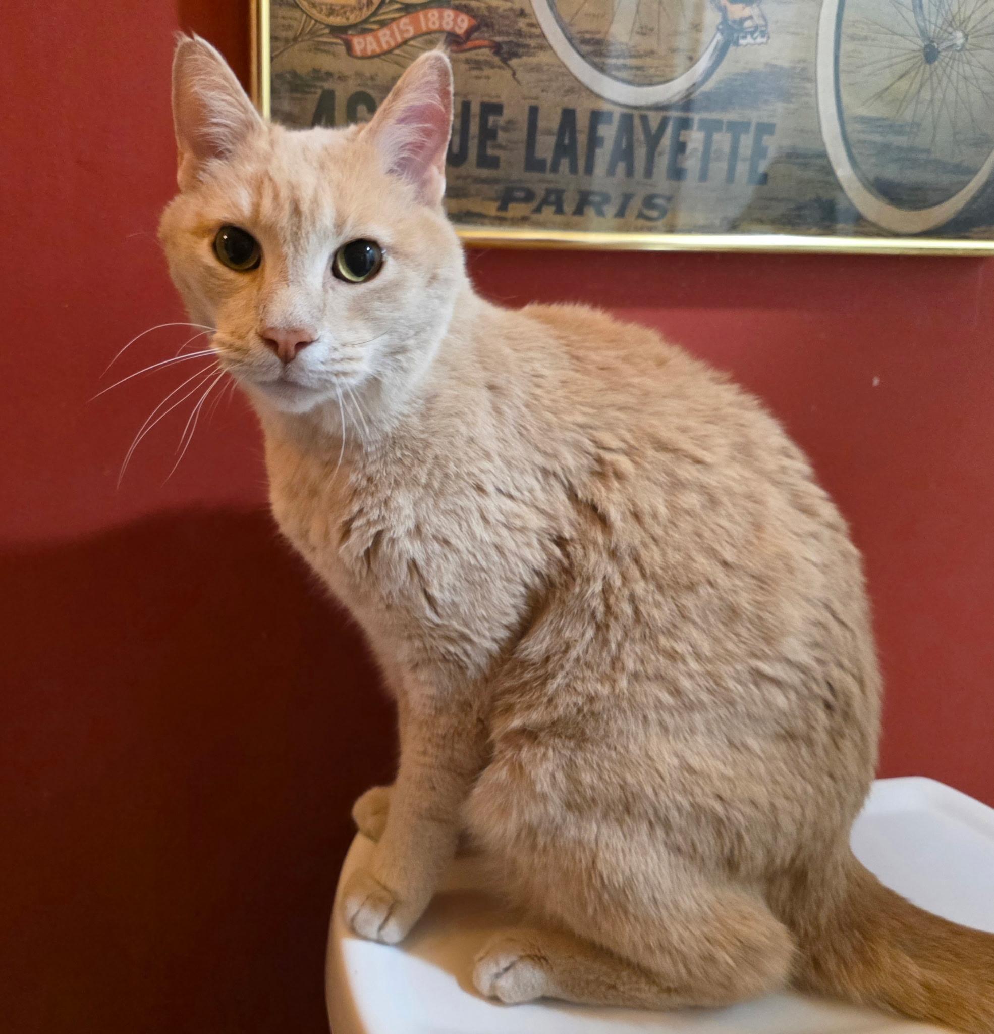 Enlarge Praline Tiger, a ADOPTABLE Domestic Short Hair in Bentonville, AR image 1/2