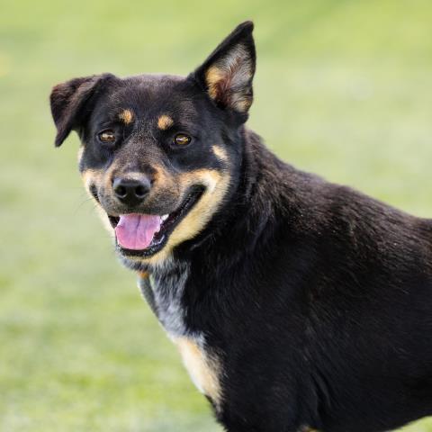 DAKOTA, Adoptable, Adult Female Australian Cattle Dog / Blue Heeler & Mixed Breed.