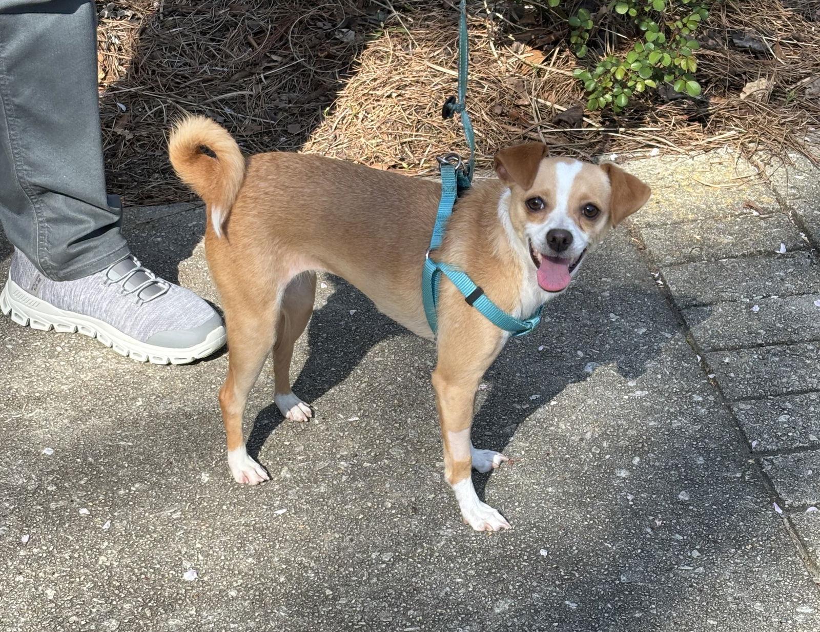 Peach Blossum, a Adopted Chihuahua in Alpharetta, GA image 1/3