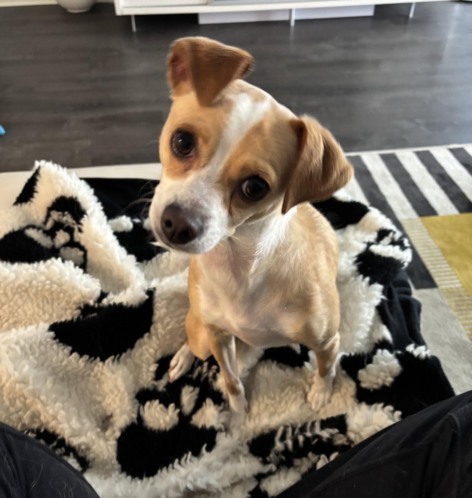 Peach Blossum, a Adopted Chihuahua in Alpharetta, GA image 2/3