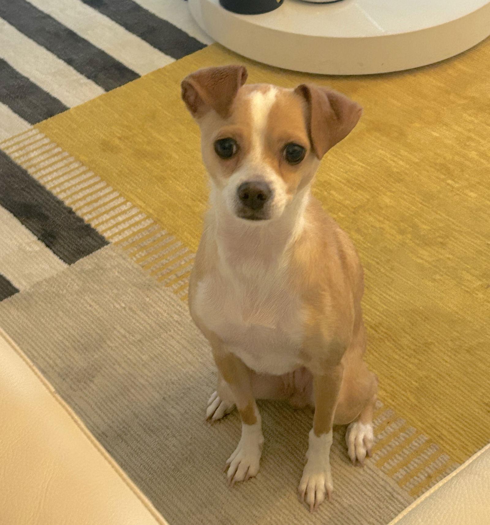 Peach Blossum, a Adopted Chihuahua in Alpharetta, GA image 3/3