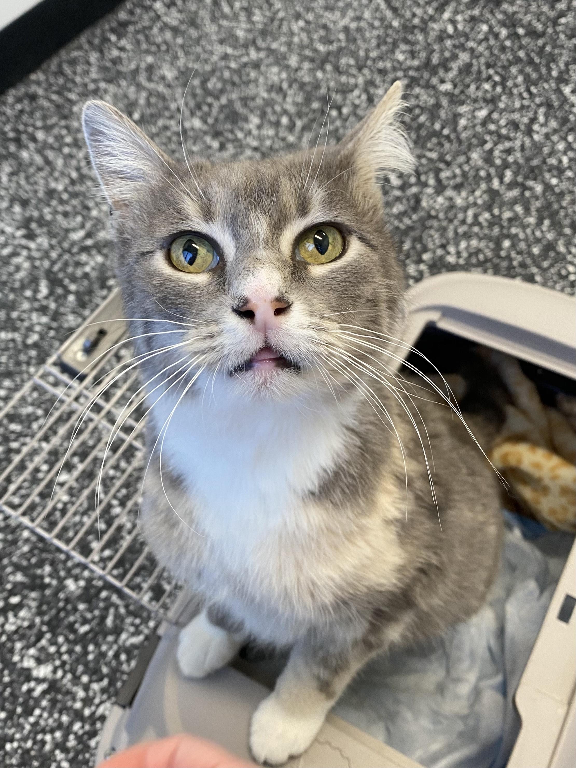 Bella *Sponsored Adoption Fee*, a Adoptable Domestic Short Hair in Philadelphia, PA image 2/6