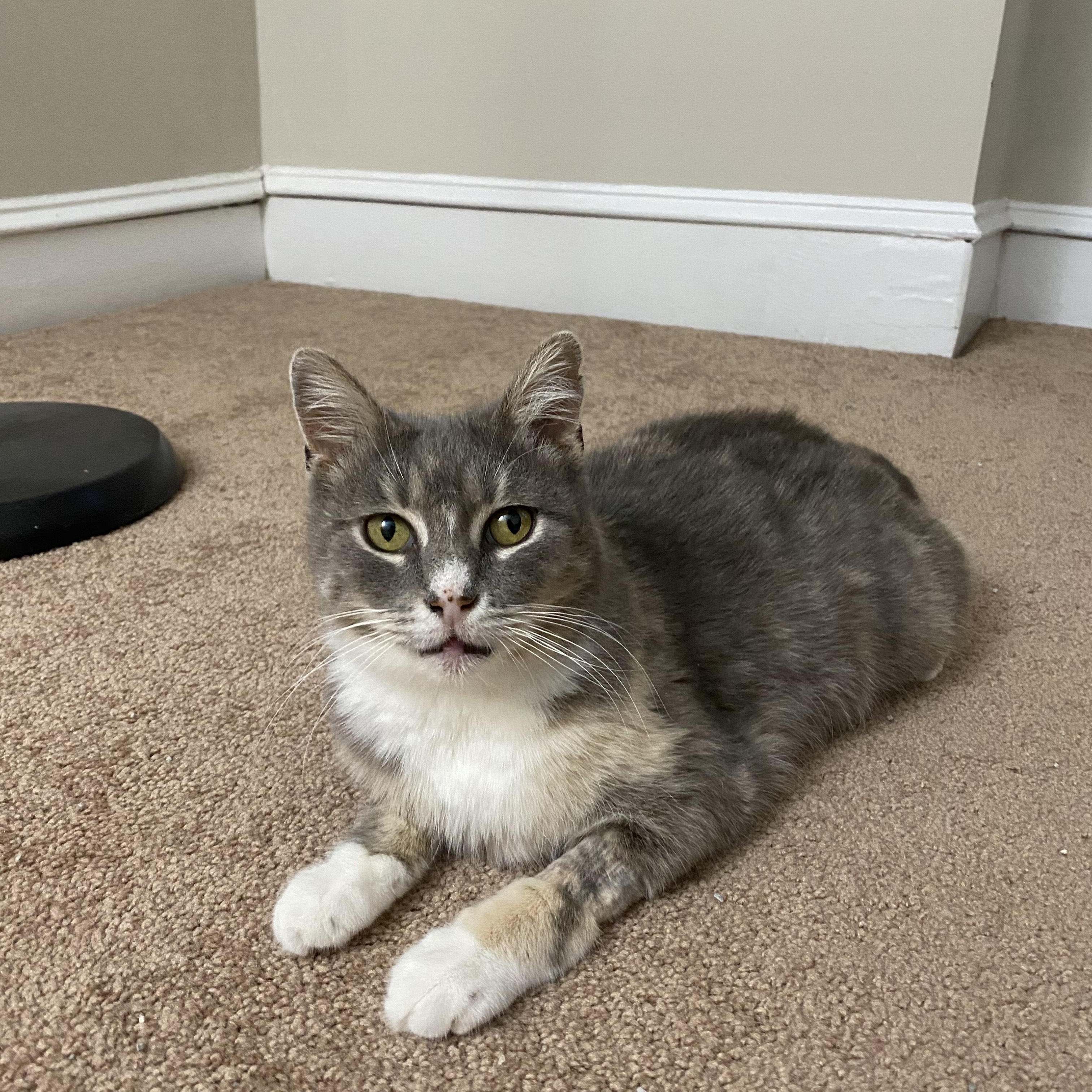 Bella *Sponsored Adoption Fee*, a Adoptable Domestic Short Hair in Philadelphia, PA image 3/6