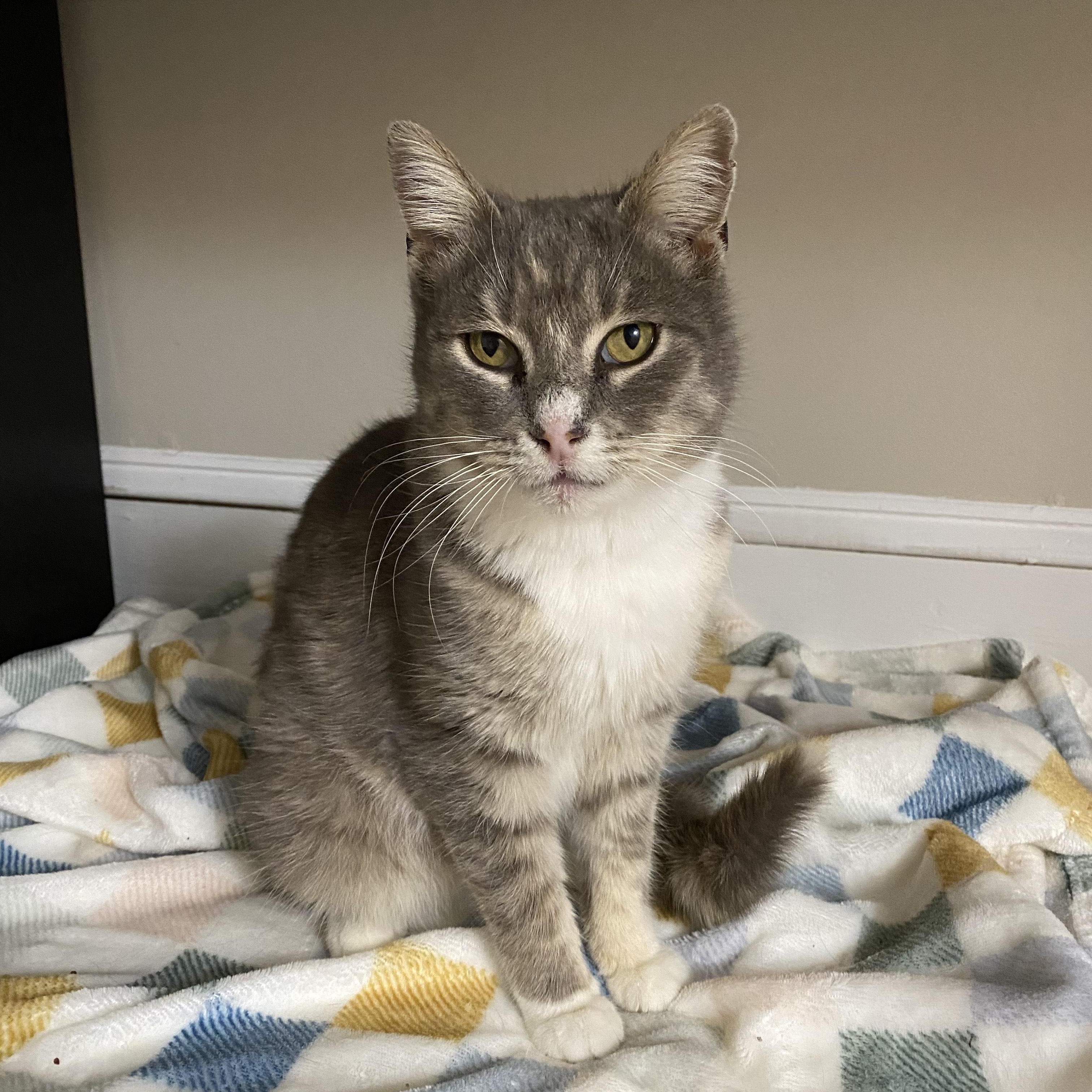 Bella *Sponsored Adoption Fee*, a Adoptable Domestic Short Hair in Philadelphia, PA image 4/6