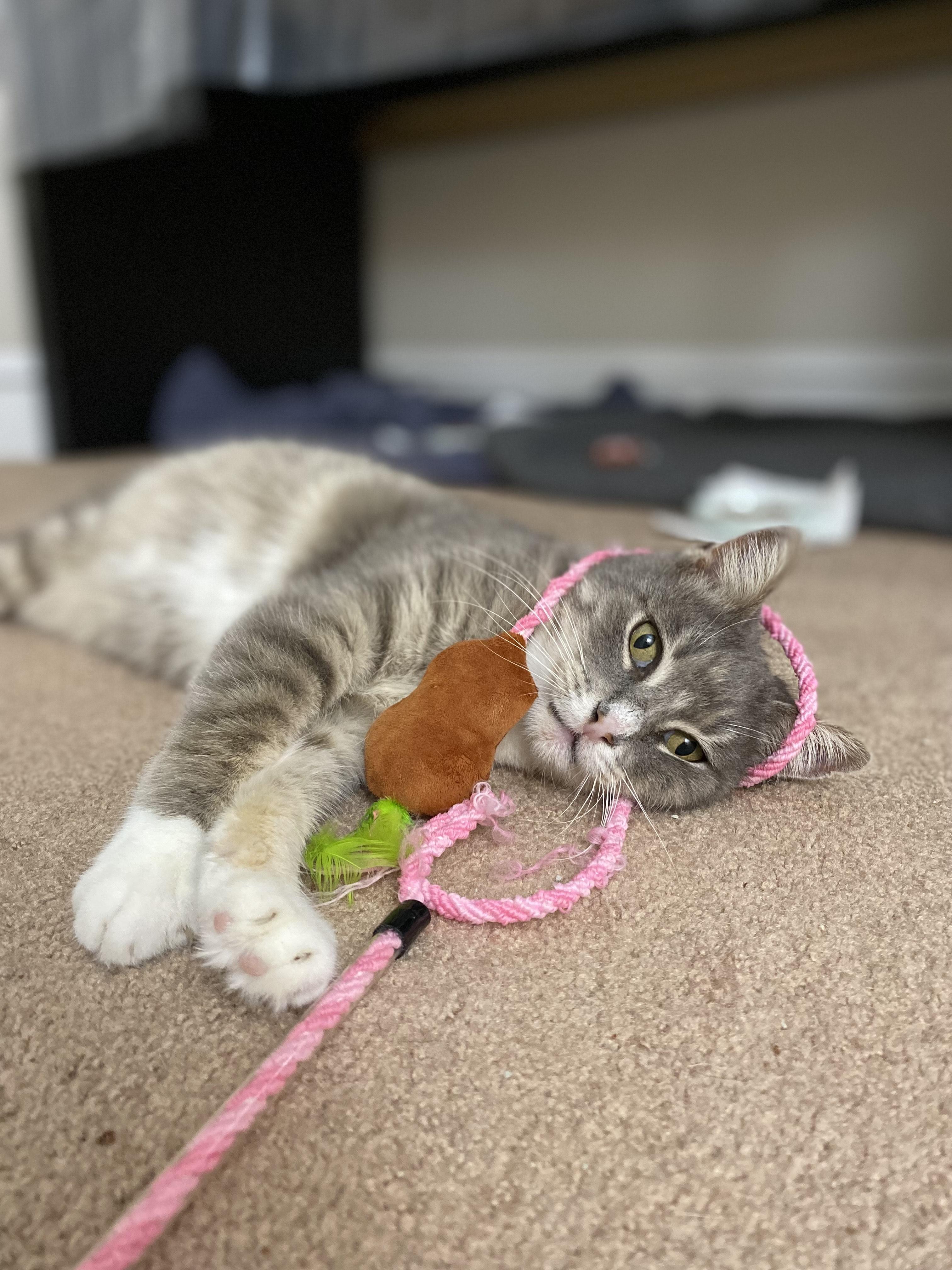 Bella *Sponsored Adoption Fee*, a Adoptable Domestic Short Hair in Philadelphia, PA image 5/6