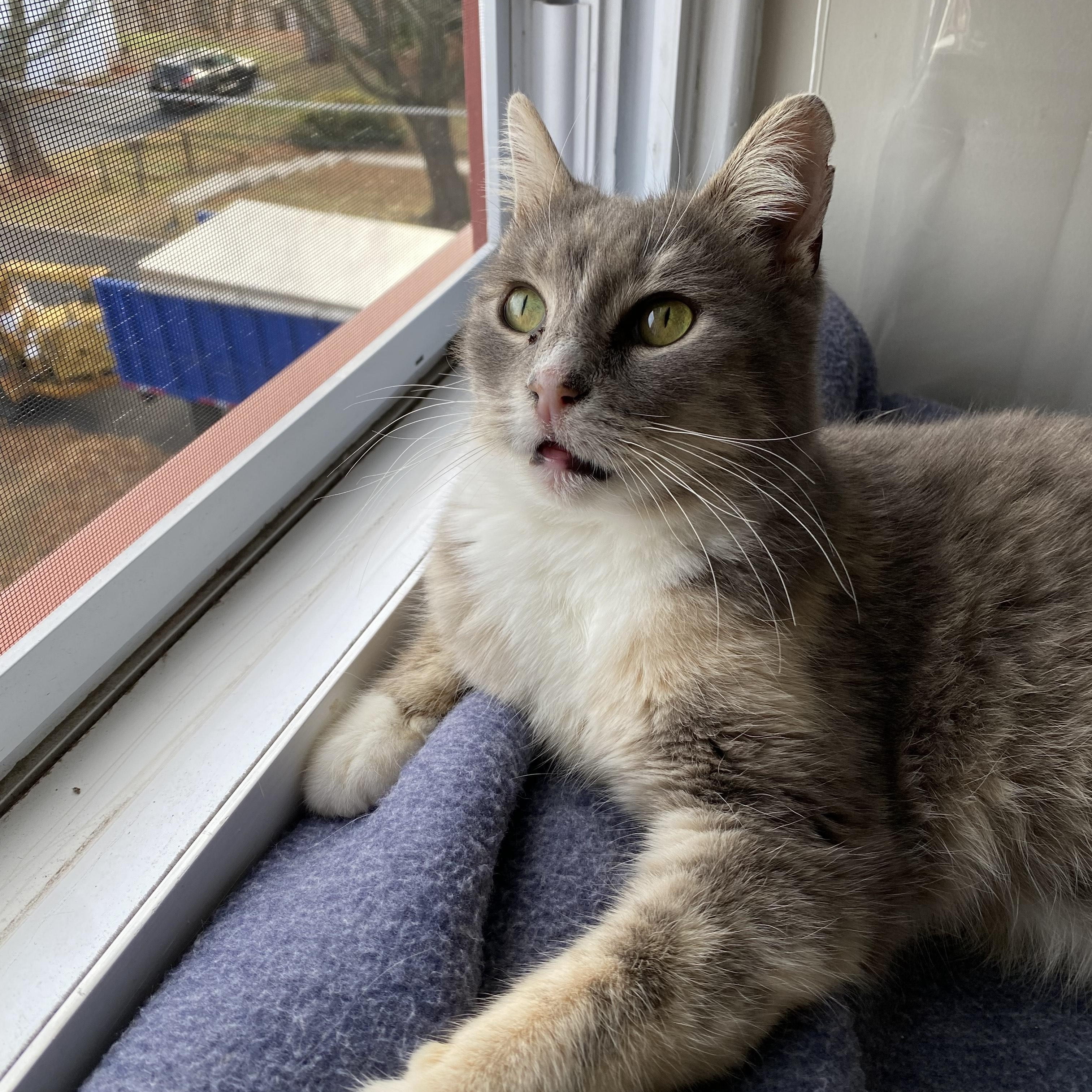 Bella *Sponsored Adoption Fee*, a Adoptable Domestic Short Hair in Philadelphia, PA image 6/6