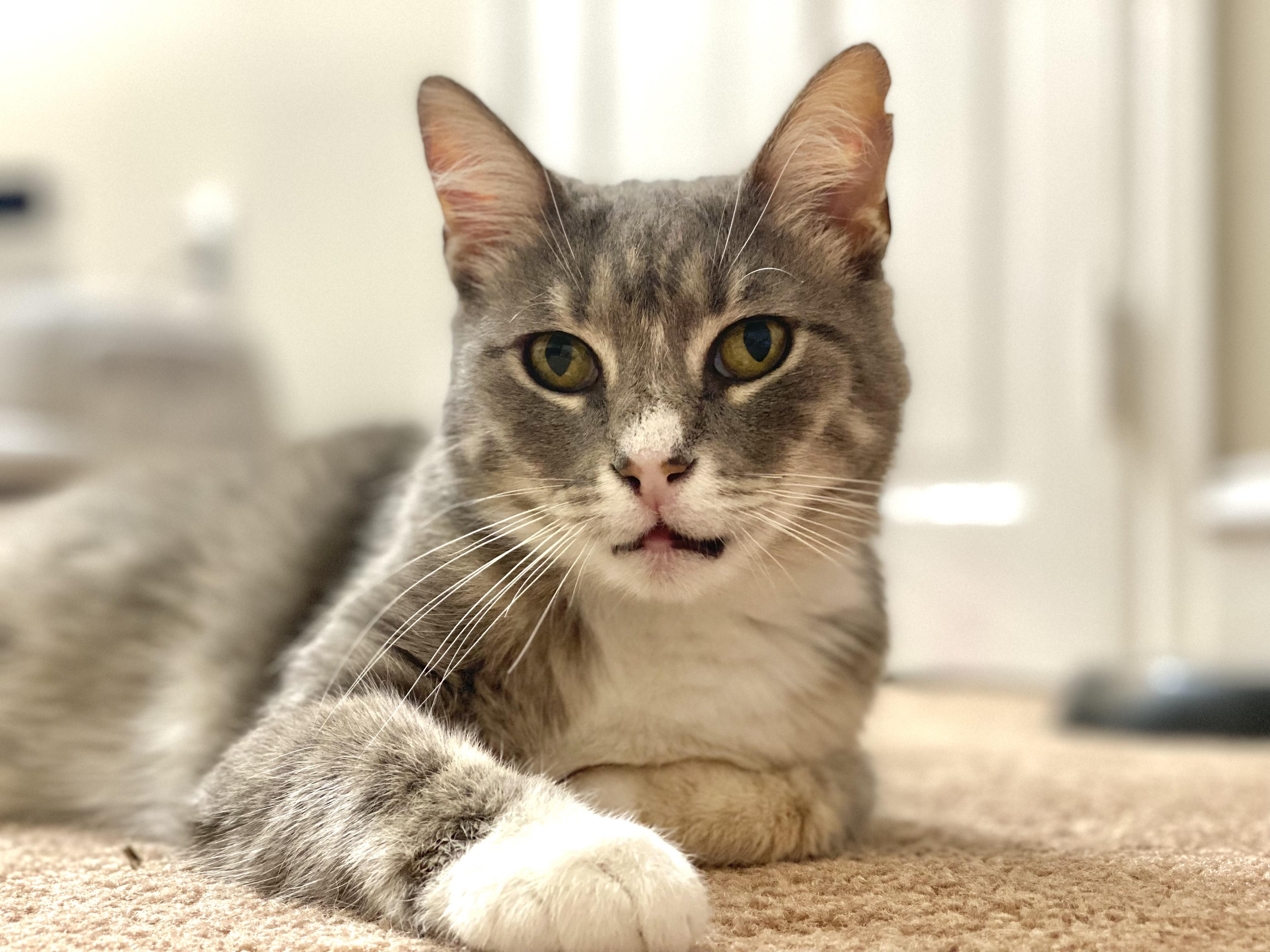 Bella, Senior Female Domestic Short Hair