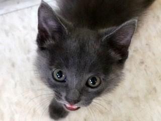 Houdini, an adoptable Domestic Short Hair in Anaconda, MT, 59711 | Photo Image 1