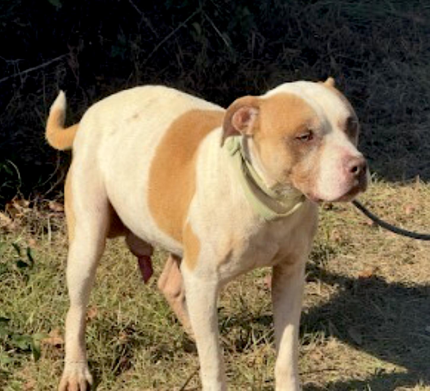 Enlarge Bently, a Adoptable Pit Bull Terrier in Clinton, NC image 4/5