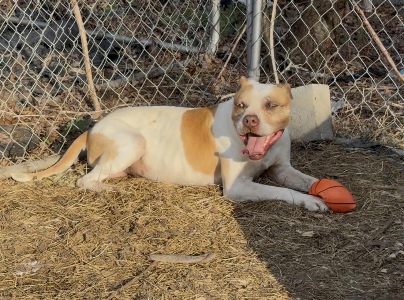 Enlarge Bently, a Adoptable Pit Bull Terrier in Clinton, NC image 3/5
