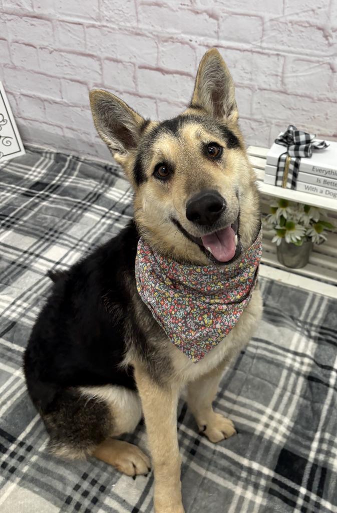 Flora, Adoptable, Adult Female German Shepherd Dog.