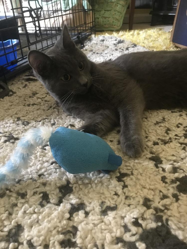 Smudge, Adoptable, Young Male Domestic Short Hair.