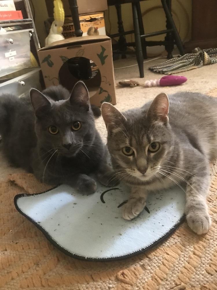 Smudge, Adoptable, Young Male Domestic Short Hair.