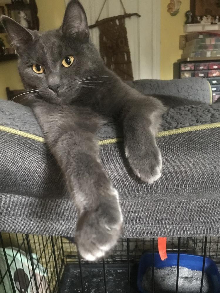 Smudge, a Adoptable Domestic Short Hair in Cleveland, OH image 3/3