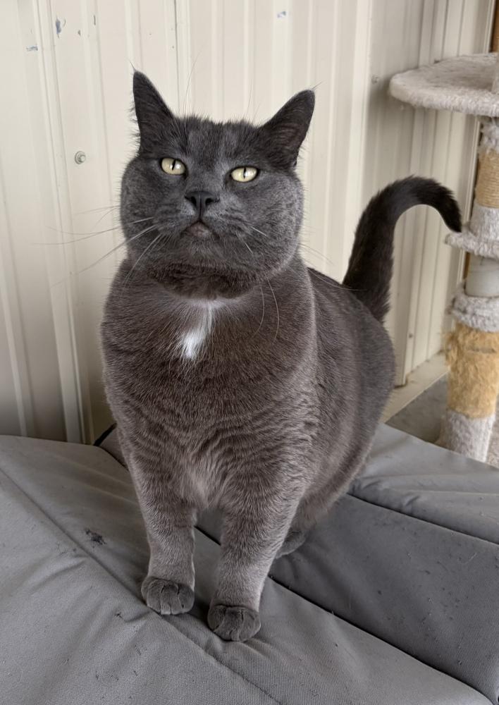 Mew, Adoptable, Adult Male Domestic Short Hair.